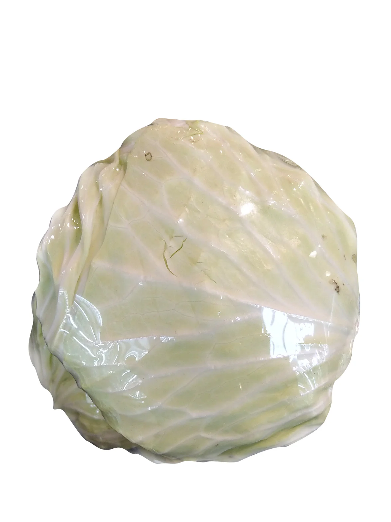 CAMERON ROUND CABBAGE (+/-500G) - Image 3