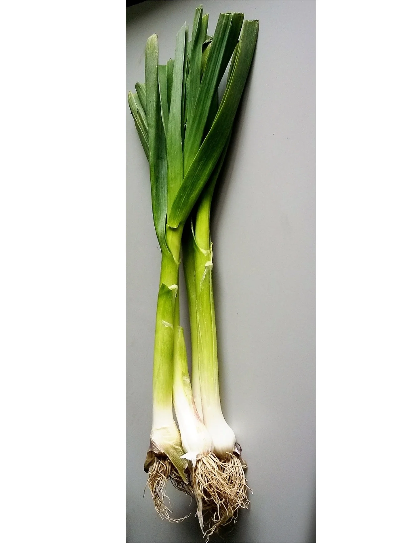 CHINA LEEK (+/-100G) - Image 3