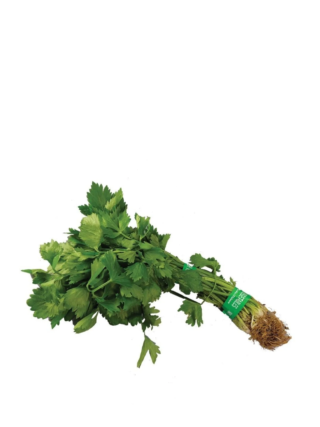 CHINESE CELERY (DAUN SUP) +/-180G - Image 2