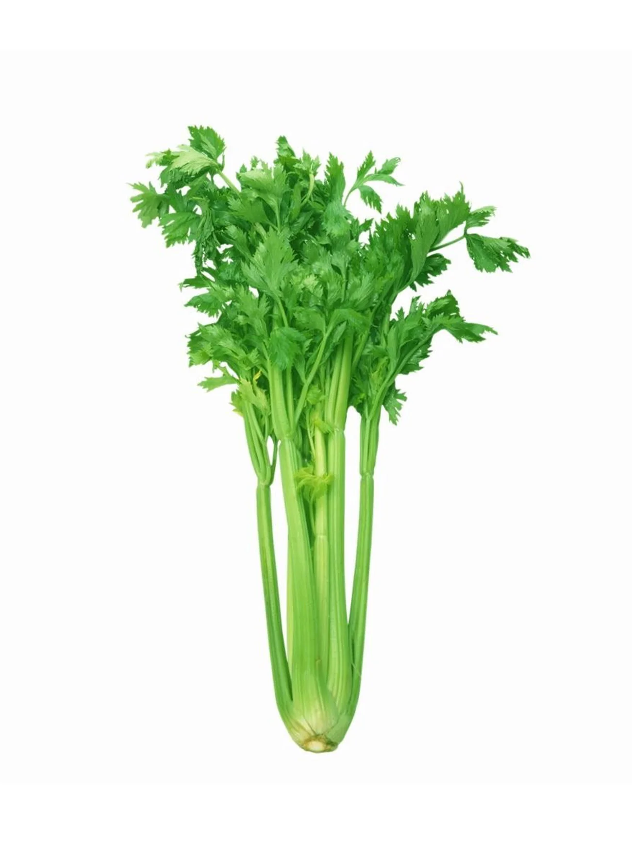 CHINESE CELERY (DAUN SUP) +/-180G - Image 3