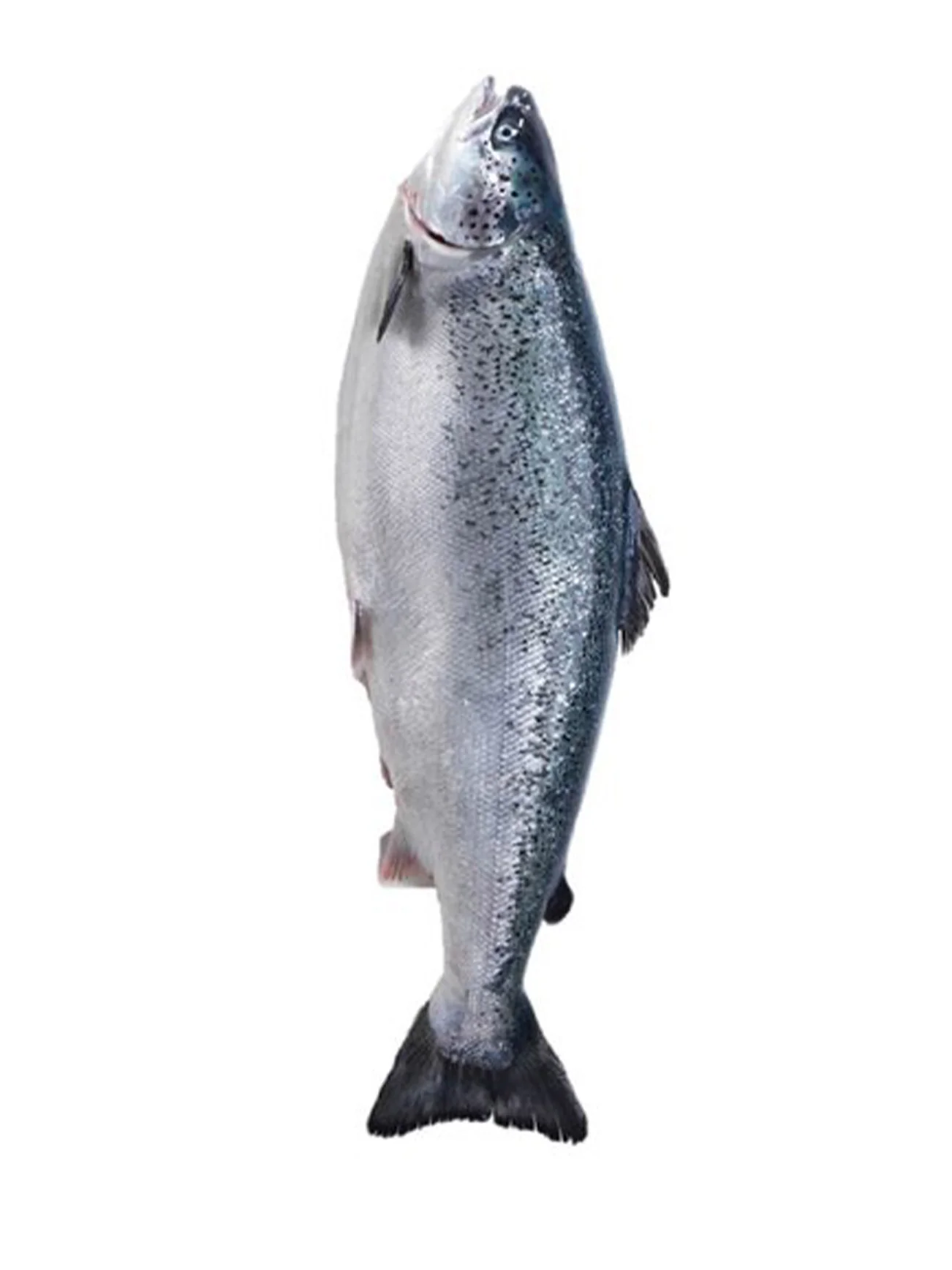 FRESH NORWEGIAN ATLANTIC WHOLE SALMON (+/- 4KG)