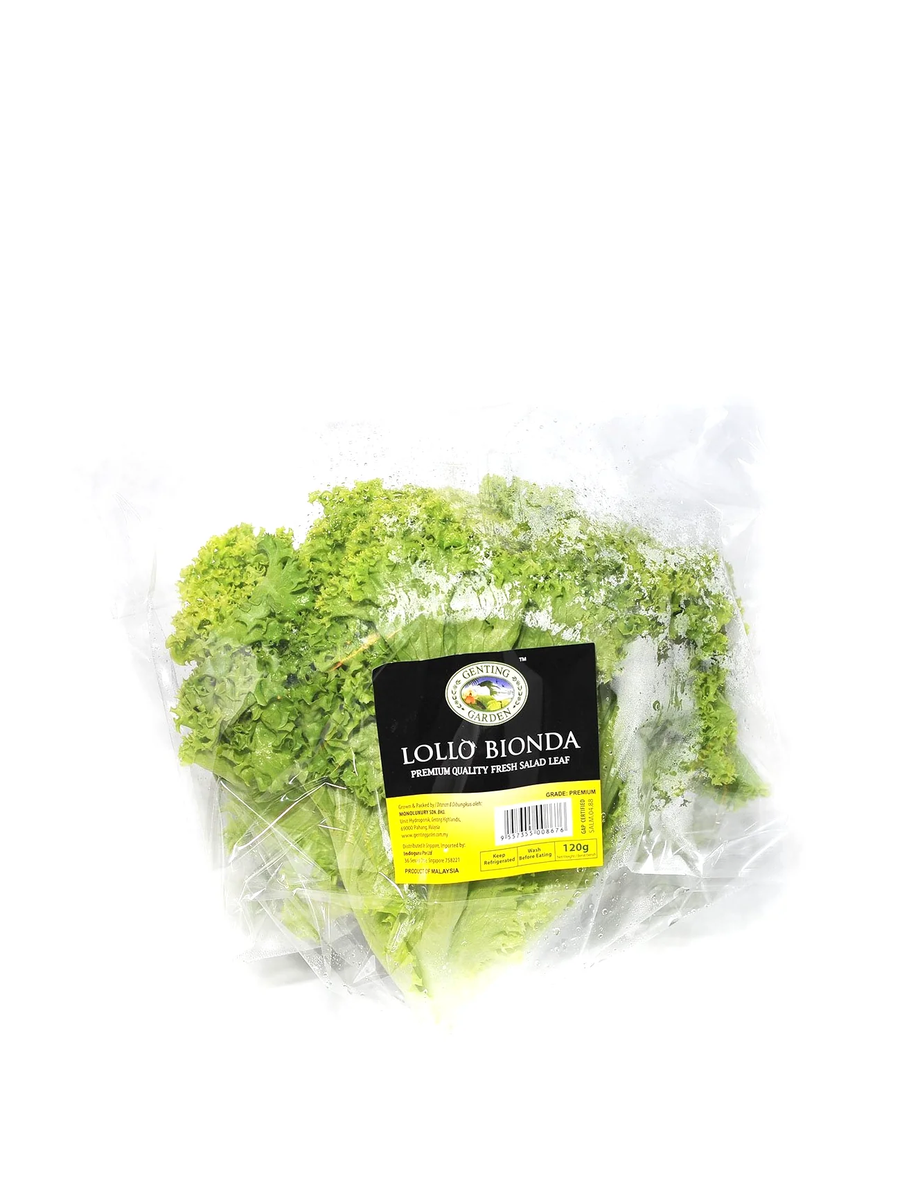 GG LOLLO BIONDA LETTUCE PKT - Image 2