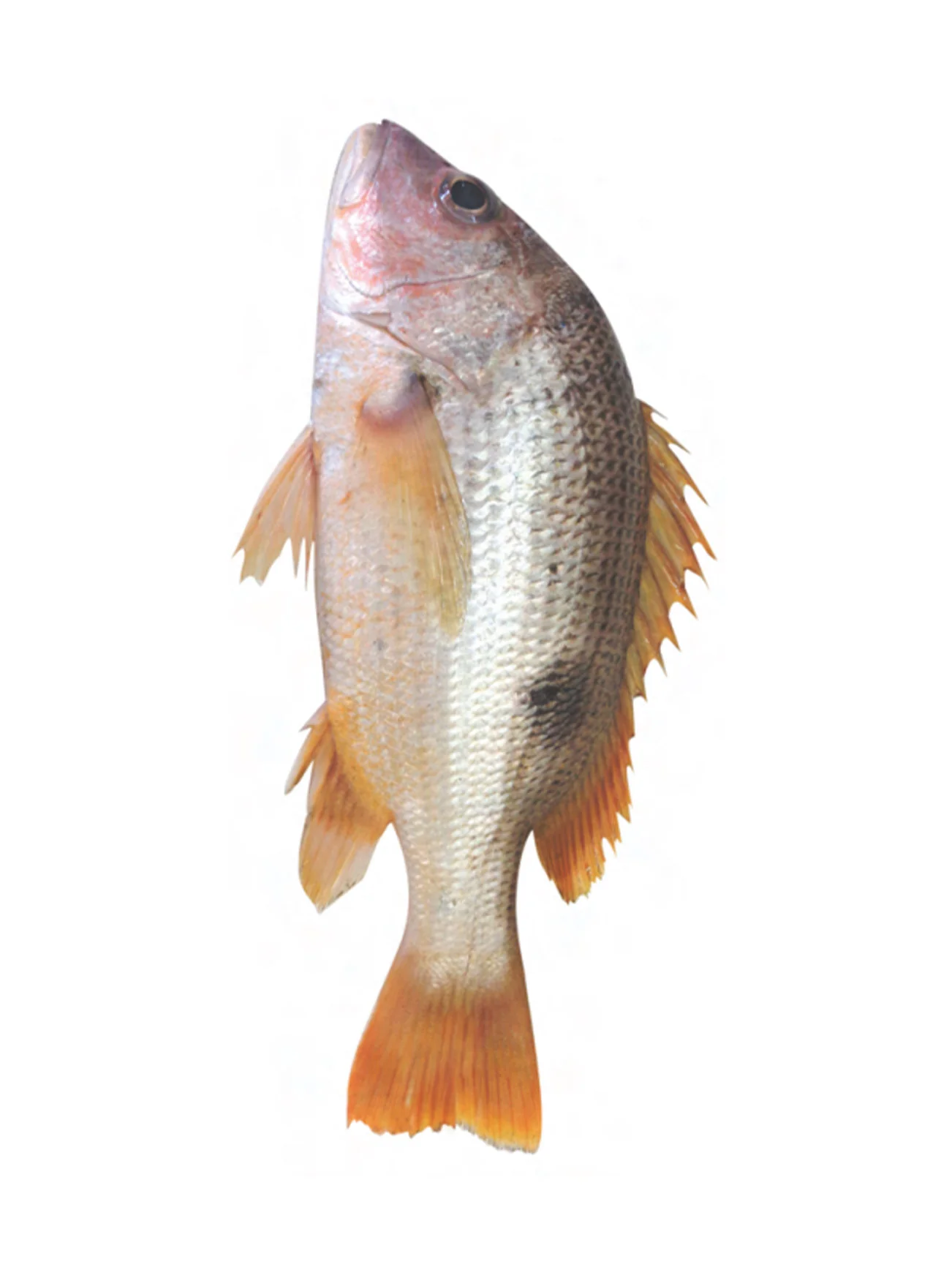 IKAN JENAHAK/JOHN SNAPPER WHOLE XL (+/- 1KG) - Image 2