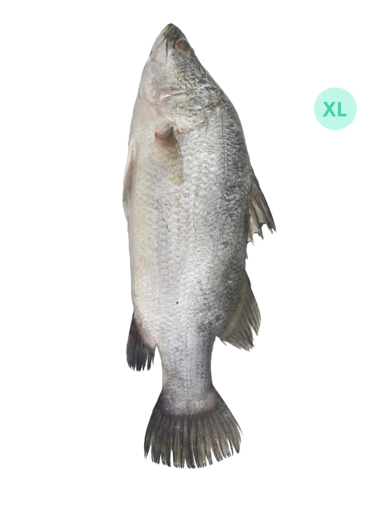 IKAN SIAKAP WHOLE XL (+/-6KG)