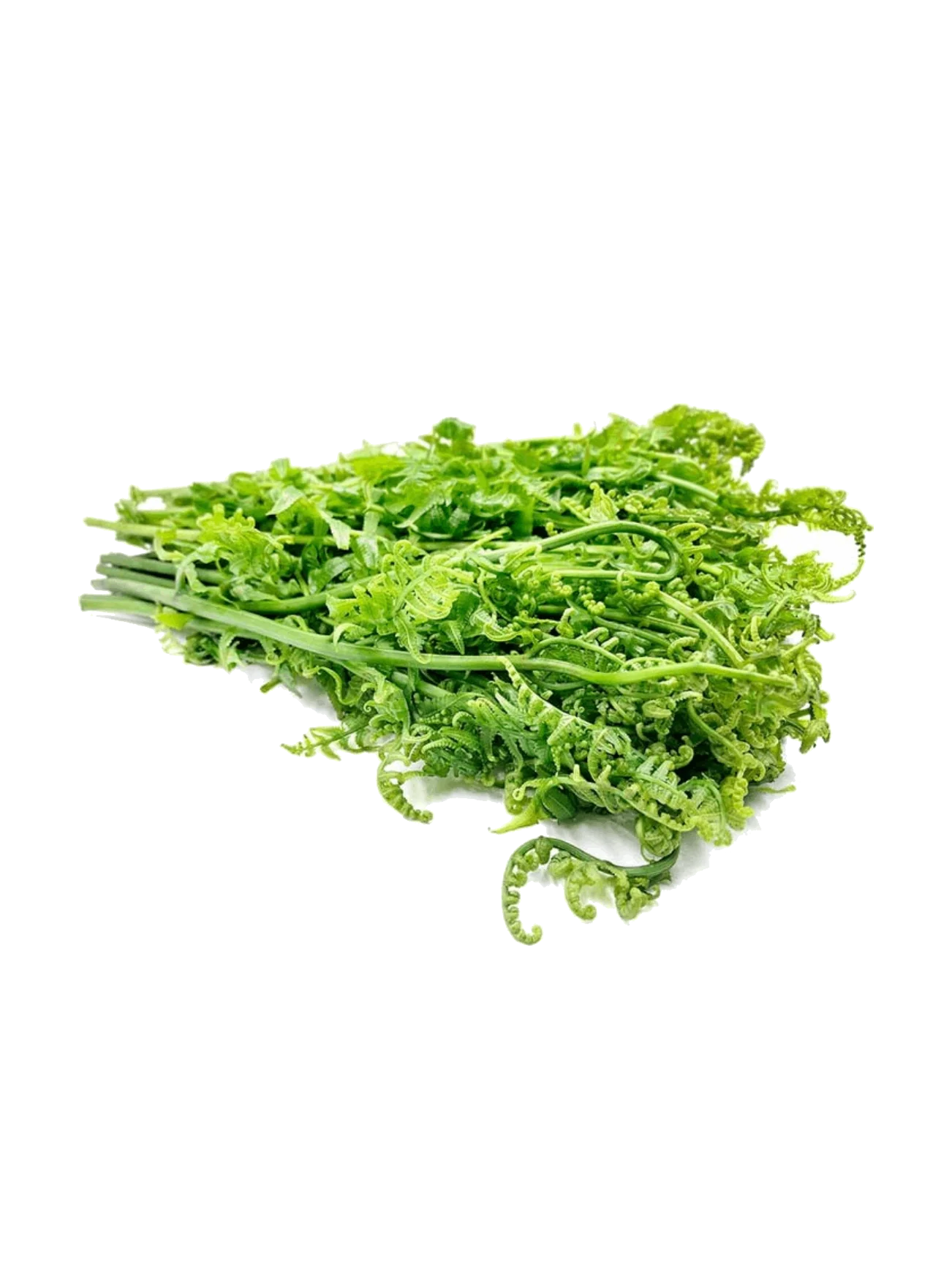 PUCUK PAKU 200G