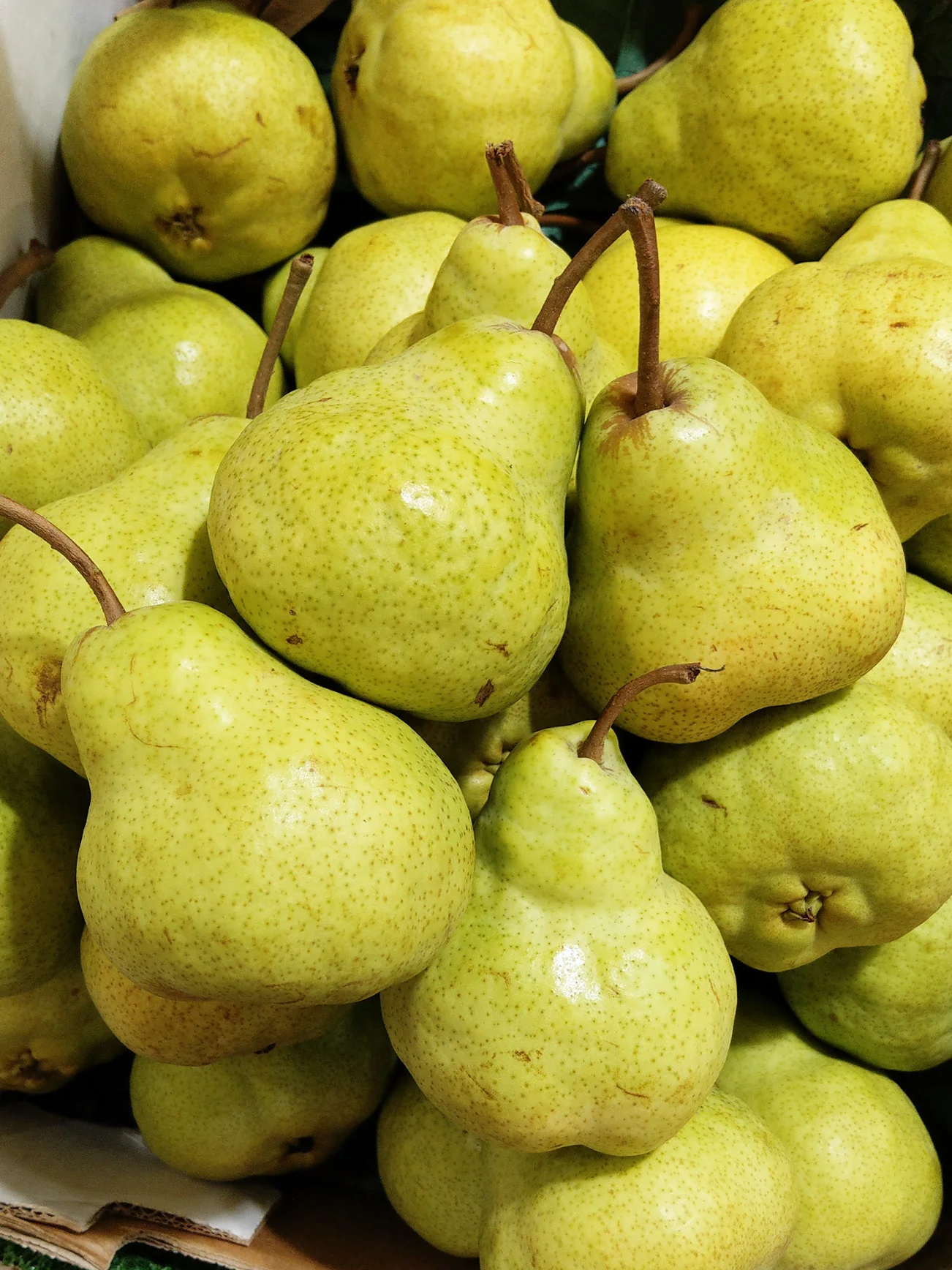 SA PACKHAM PEAR PC - Image 3