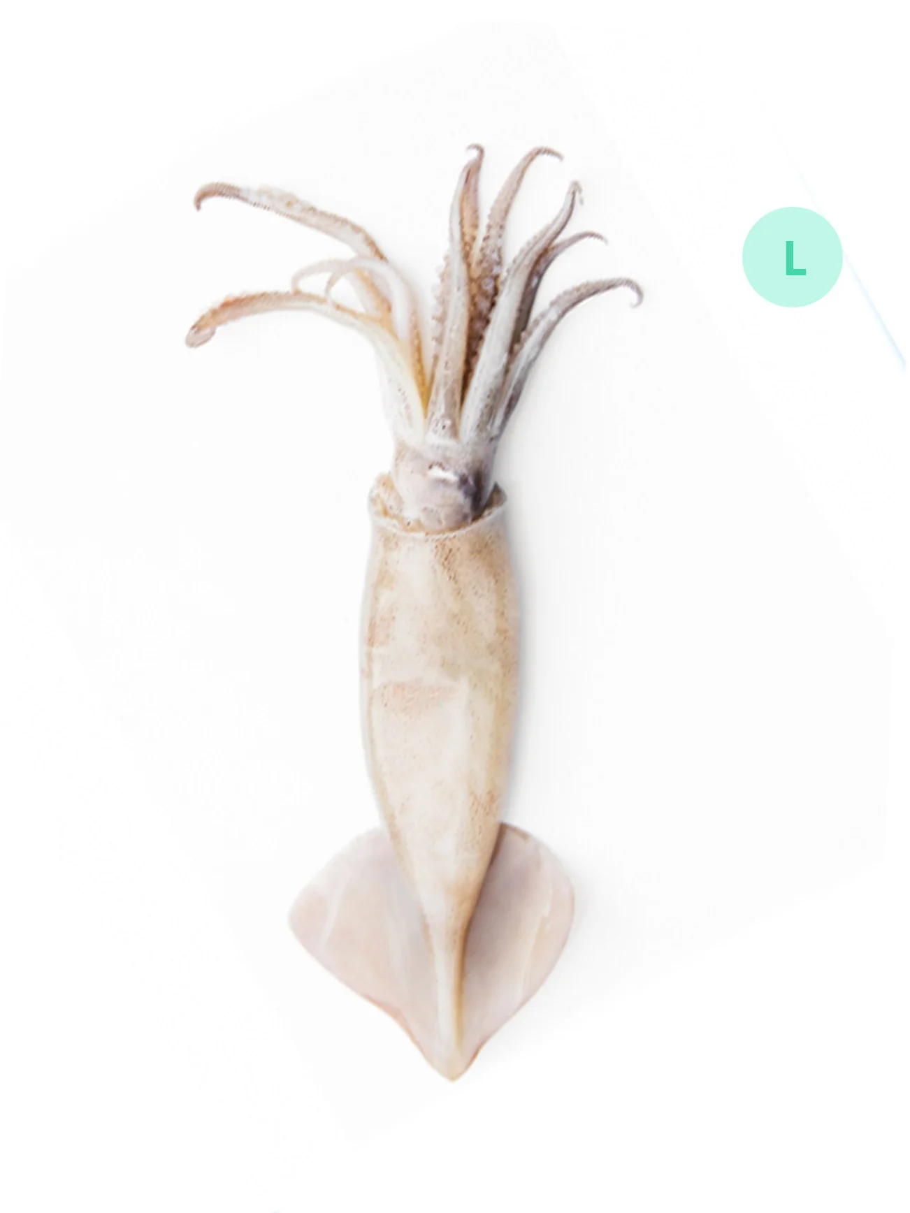 SOTONG PUTIH/SQUID L (+/-600G)