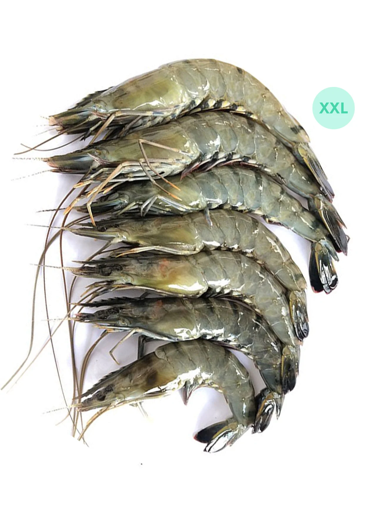 UDANG HARIMAU / TIGER PRAWN XXL (+/- 600G)
