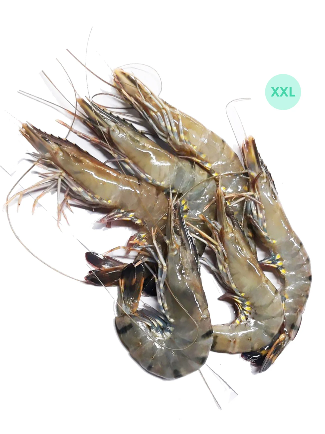 UDANG HARIMAU / TIGER PRAWN XXL (+/- 600G) - Image 2