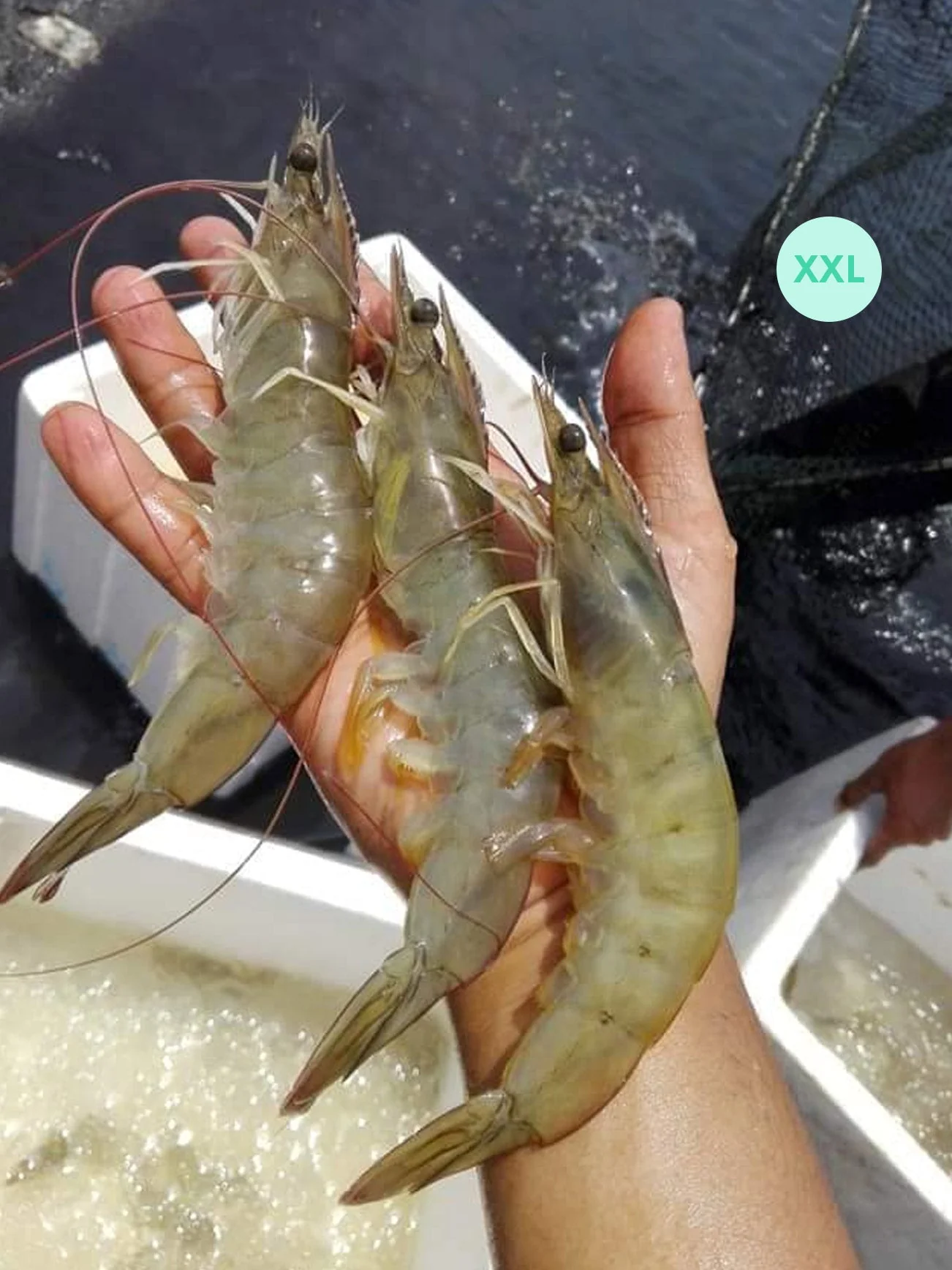 UDANG KOLAM/PRAWN XXL (+/-200G) - Image 2