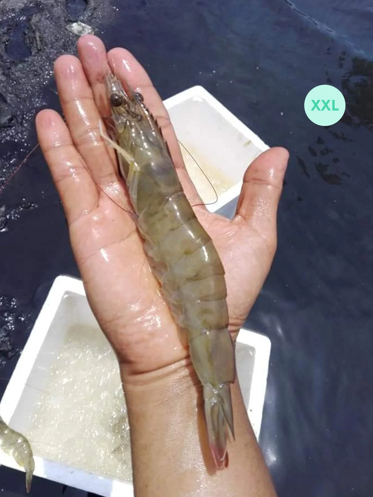 UDANG KOLAM/PRAWN XXL (+/-200G) - Image 3